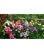 100PCS Mixed Eustoma Seeds Imported Eustoma grandiflorum Mixed Dozens of - £27.24 GBP