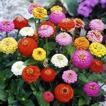 New Fresh Seeds Zinnia Elegans Sprite Mix Short Dwarf Butterflies 100 Seeds - £6.28 GBP