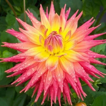 SKM Ring Of Fire Dahlia Beautiful Dahlia Flowers Seeds 20 Easy to Grow - $205.91 MXN