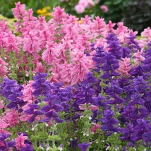 USA Seller Salvia Horminum Clary Color Mix Seed Free Shipping - £12.13 GBP