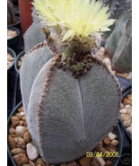 AW Astrophytum Cuadricostatum Exotic Flowering Cacti Cactus Aloe Seeds 5... - $821.63 MXN