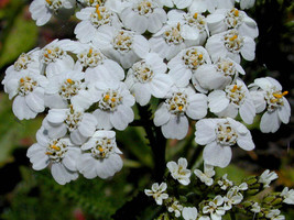 50 Pure White Achillea Yarrow Flower Seeds Perennial Deer ResistantFrom US  - $8.35