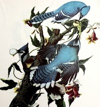 Blue Jay 1950 Lithograph Art Print Audubon Bird First Edition DWU14D - £23.97 GBP