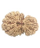 Rare Super Collector 18 Mukhi Gauri Shankar Rudraksha - 42.38 mm - IGL C... - $5,445.00