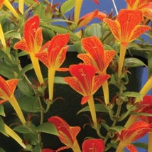 SL 15+ Seeds Columnea Early Bird House Plant Garden Flowers - $4.50