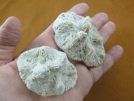 (F397-11) Fossil Stony coral Manicina areolata Linnaeus display specimen Florida - £16.86 GBP