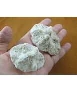 (F397-11) Fossil Stony coral Manicina areolata Linnaeus display specimen... - $406.07 MXN