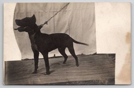 RPPC Beautiful American Staffordshire Dog c1908 Masked Photo Postcard S27 - £27.64 GBP