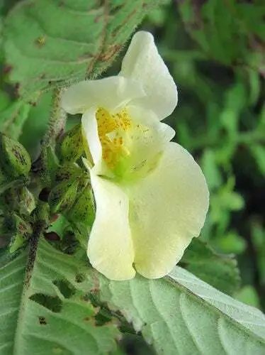 Impatiens Scabrida Himalayan Jewel Orchid 5 Seeds Garden - £15.68 GBP