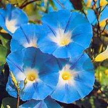 50 Seeds Heavenly Blue Morning Glory Vine Ipomoea Tricolor Flower - £13.62 GBP