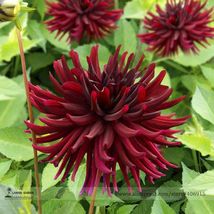 Nuit Dete Dark Red Dahlia Flower Seeds 20 Seeds - $7.99