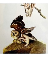 Saw Whet Owl 1950 Lithograph Art Print Audubon Bird First Edition DWU14D - €25,85 EUR
