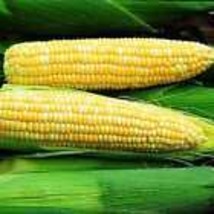 Ambrosia F1 Hybrid Corn 25 Seeds  Bicolor Sweet Non-GMO - £9.42 GBP