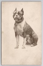 RPPC Beautiful Pit Bull Dog Portrait Studded Collar Real Photo Postcard S27 - £183.81 GBP