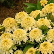 50 Butter Peacan Coneflower Seeds Echinacea Flower Perennial Flowers Seed - $11.98