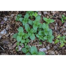 Pure Herbs: Peppermint Leaf - 4 oz. ( Natural Herbal Extracts) image 2