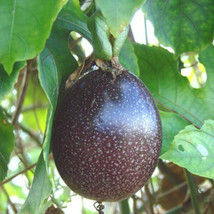 Fresh Garden 15 Purple Passion fruit Seeds(Passiflora edulis)Vine passion flower - £8.30 GBP