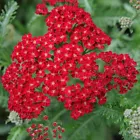 7000 Seeds Red Yarrow Seeds, Rubra, Easy Grow Perennial, Herb, Butterflies - $6.98