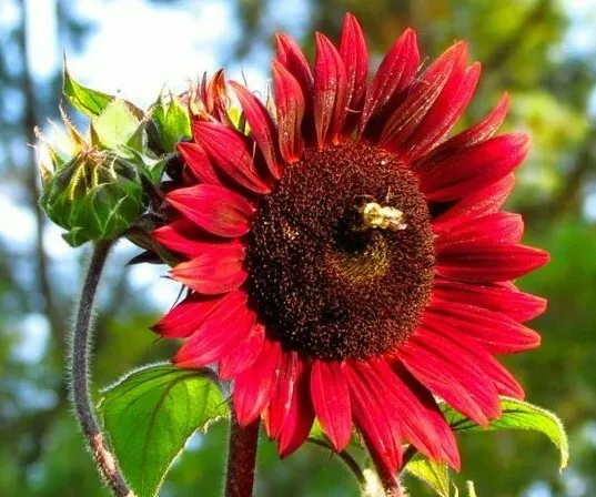 New Fresh Chocolate Cherry Sunflower Seeds 30 Annual Garden Bees Birds - £7.28 GBP