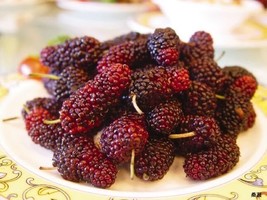 HS 15 Mulberry Tree Bush Morus Rubra Red Berry Fruit Seeds *Flat S/H - $3.60