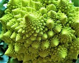 Romanesco Broccoli Seeds 200 Seeds Non-Gmo Fast Shipping - $7.99