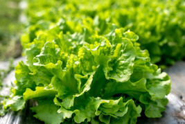 Black Seeded Simpson Leaf Lettuce Seeds Looseleaf Heirloom Nongmo Free Ship - $4.99