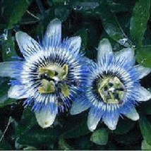 Seeds USA Seller 10 Blue Passionflower Passifloria Caerulea Flower Seeds - $27.28