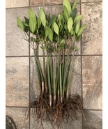  50 XXL BIG BEAUTIFUL EXTRA HEALTHY RED MANGROVE PLANTS PREMIUM QUALITY - $270.80 CAD