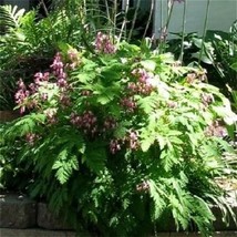 10 Pcs Pink Fringed Bleeding Heart Flower Seeds #MNSB - £13.58 GBP