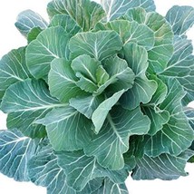 US Seller Collard Greens 200 Seeds Georgia Southern Fast Shipping - £9.09 GBP