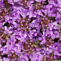 Creeping Thyme Beautiful Blooms Dwarf 6 Inch Variety. Non-GMO 1000 seeds - £3.98 GBP