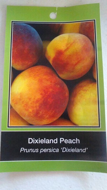 DIXIELAND PEACH 4'-6' Tree Live Fruit Trees Plant Sweet Juicy Delicious Peaches - $140.60