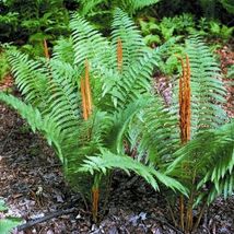 20 CINNAMON FERN rhizome/root Osmundastrum cinnamomeum image 2