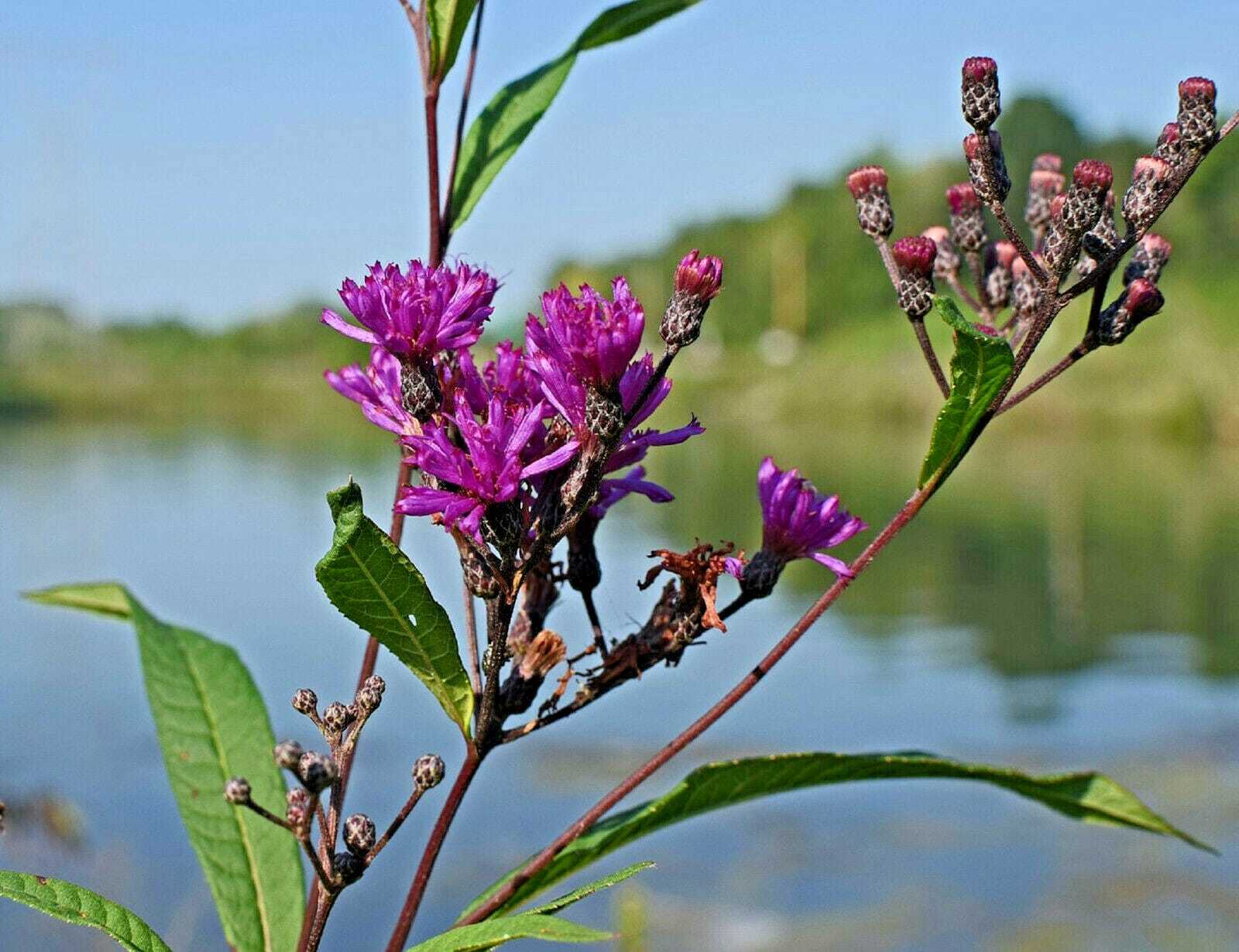 100 Seeds Ironweed Vernonia fasciculata Herb Purple Flower Fresh Seeds - $4.38