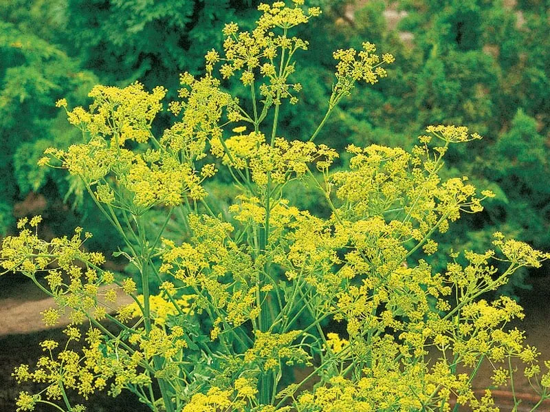 300 BOUQUET DILL SEEDS NON - GMO FRESH HARVEST  - £7.16 GBP
