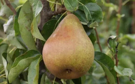 25 Doyenne du Comice Pear Seeds Planting USA Shipping - $9.96