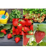 BRN 200 Seeds Red Climbing Strawberry Seeds For Planting Everbearing Gar... - $26.27 CAD