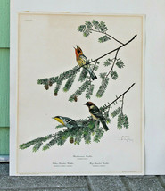 Ray Harm Signed Print One Or Teo In The Spring Warbler Set - £42.34 GBP