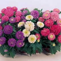 New Fresh Seeds Aster 1000 Wonders Mix Seeds - $14.98