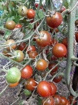 Giandujotto Tomato - 10+ Seeds - P 393 - £2.35 GBP