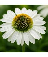 50 Blanco Coneflower Seeds: White Echinacea Perennial Flowers - $19.11