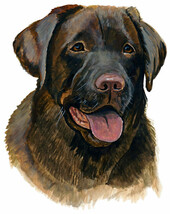 Chocolate Lab Fine Art Decal Sticker Auto Car Truck Window Computer Wate... - $129.54 MXN+