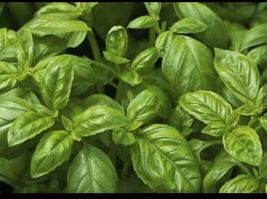 sweet basil seeds, non-gmo, common basil, easy grow herb, - €3,81 EUR