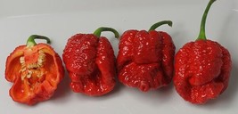 20 Super-Hot 7 Pot Brain Strain Red Non-Gmo Pepper Seeds-B 02 Gardening USA SHIP - £7.15 GBP