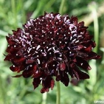 USA SELLER 30 Black Knight Pincushion Scabiosa Perennial Flower Seeds - £14.91 GBP