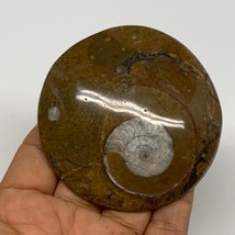 92.8g, 2.9&quot;x2.8&quot;x0.5&quot;, Goniatite (Button) Ammonite Polished Fossils, B30066 - £6.39 GBP