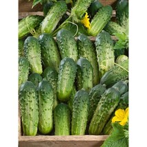 Organic Sumter Cucumber 30 SeedsFrom US  - $8.35