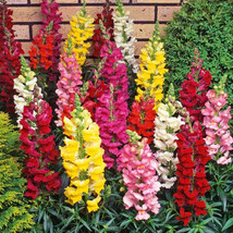 SNAPDRAGON 15 FRESH FLOWER SEEDS FREE USA SHIPPING - $2.32