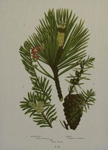 Wall Art Print 19th C Botanical Pine Cone and Foliage Pinecone 29x40 40x29 - £299.47 GBP