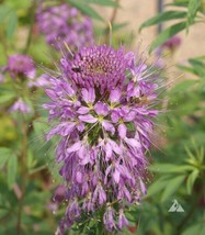 Sh Cleome Rocky Mountain Bee Plant Honey Bees Butterfly Host Plant 200 Seeds - £6.33 GBP